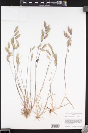 Bromus squarrosus image