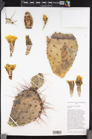 Opuntia phaeacantha image