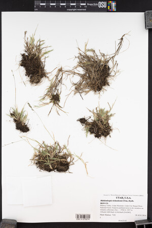 Muhlenbergia richardsonis image