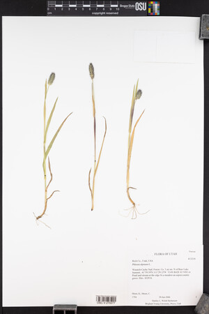 Phleum alpinum image