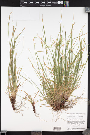 Carex rossii image