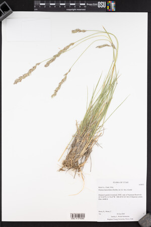 Elymus lanceolatus image