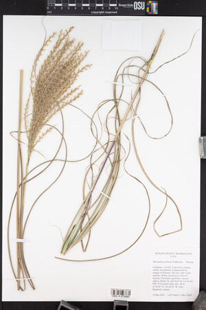 Miscanthus sinensis image