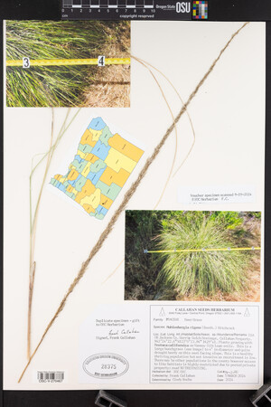 Muhlenbergia rigens image