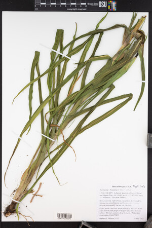 Tragopogon mirus image