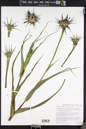 Tragopogon mirus image