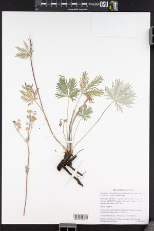 Potentilla gracilis image