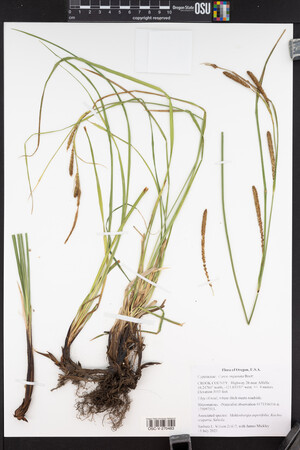 Carex angustata image