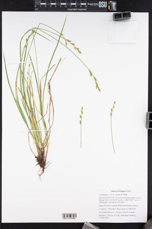 Carex leptopoda image