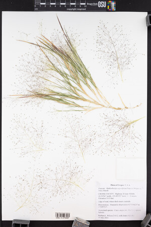 Muhlenbergia asperifolia image