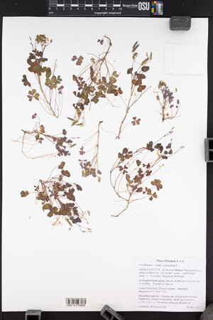 Oxalis corniculata image