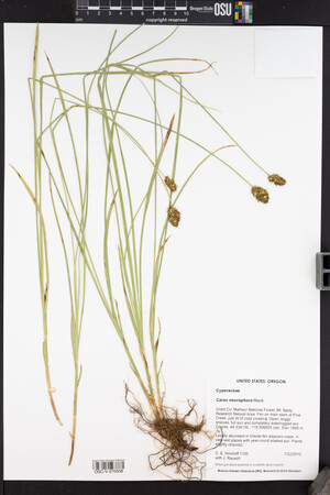 Carex neurophora image