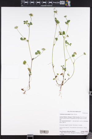 Trifolium microdon image