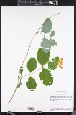 Lonicera ciliosa image