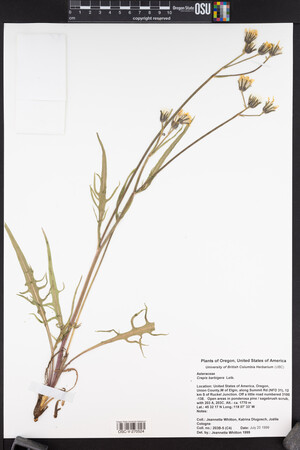 Crepis barbigera image