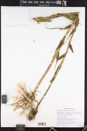 Tragopogon mirus image