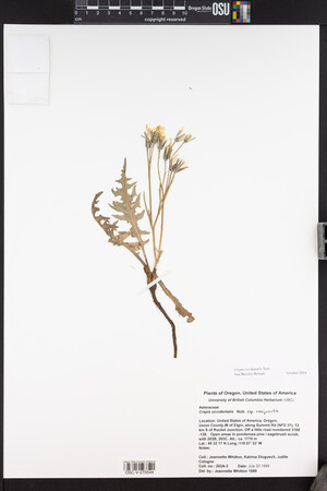 Crepis occidentalis image