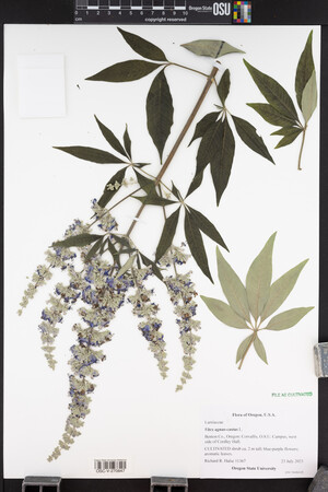 Vitex agnus-castus image