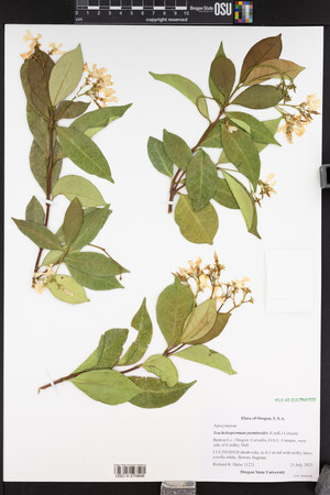 Trachelospermum jasminoides image