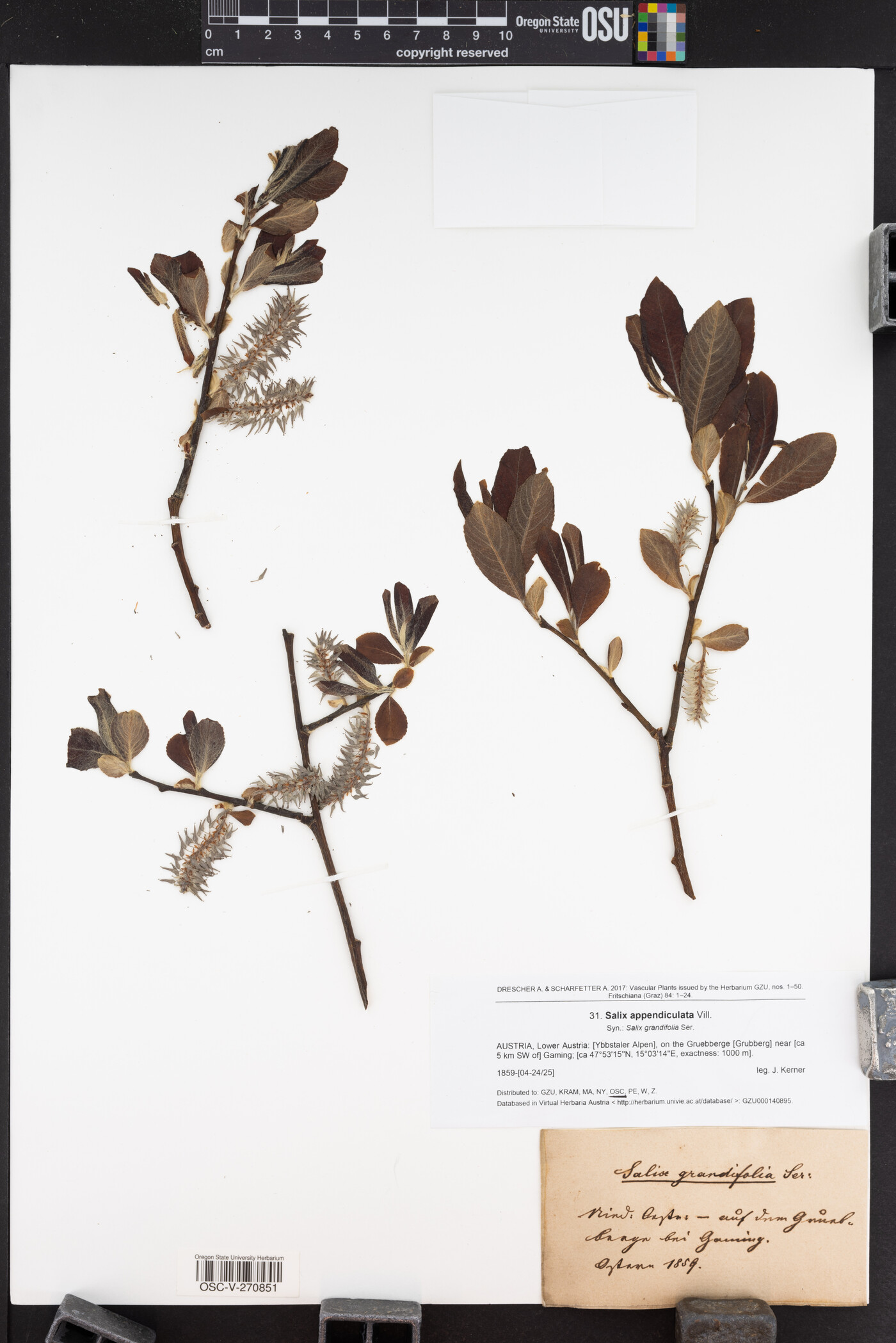 Salix appendiculata image