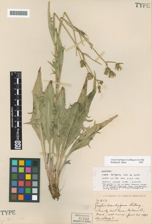 Crepis barbigera image