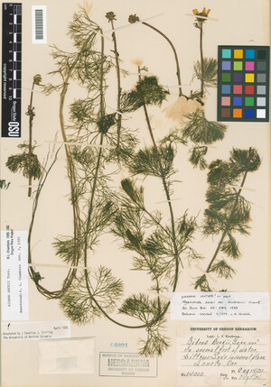 Bidens beckii image