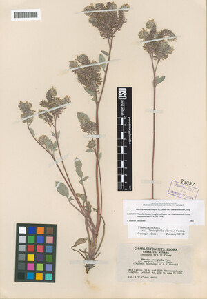 Phacelia hastata var. charlestonensis image