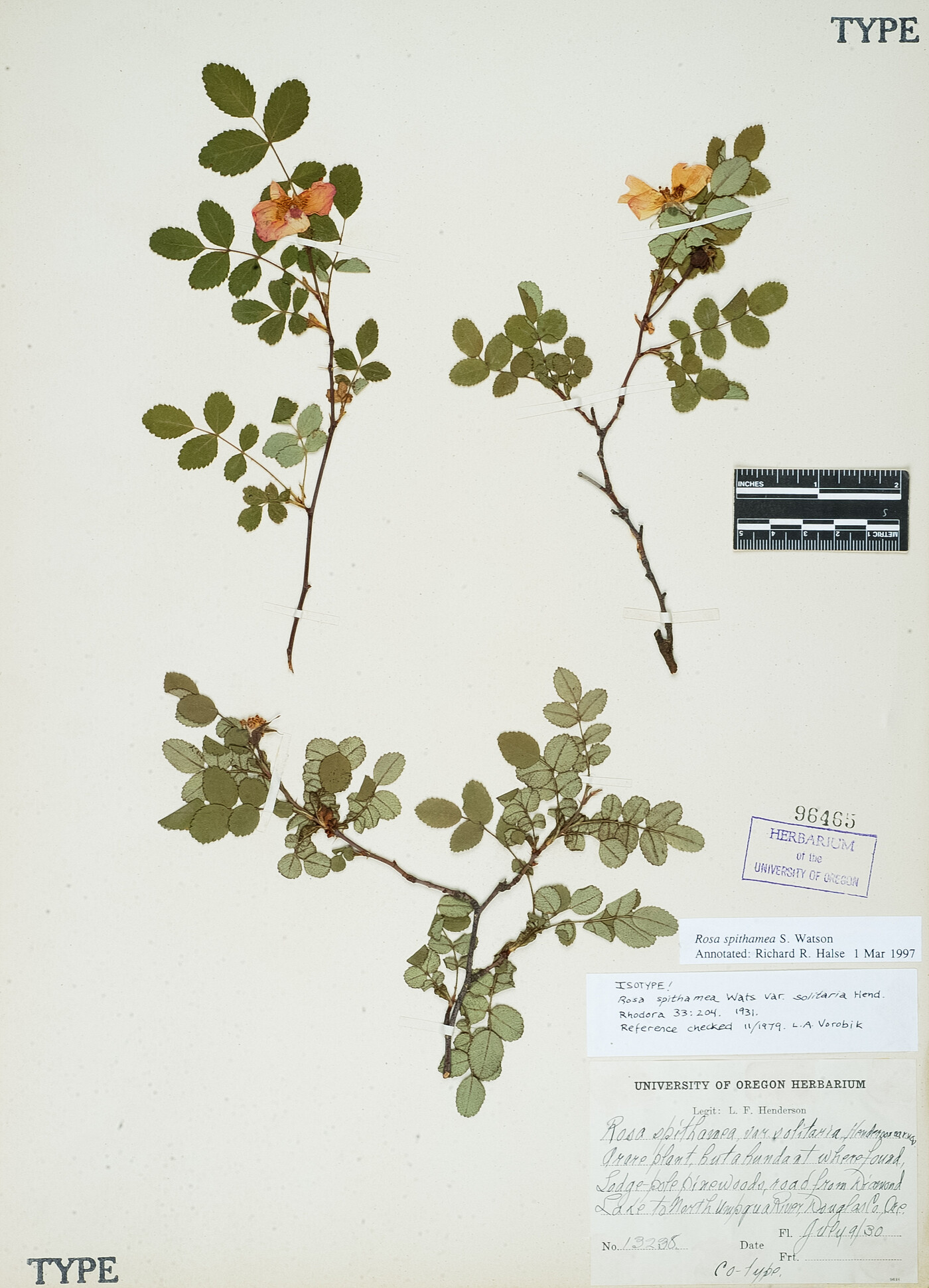 Rosa spithamea image