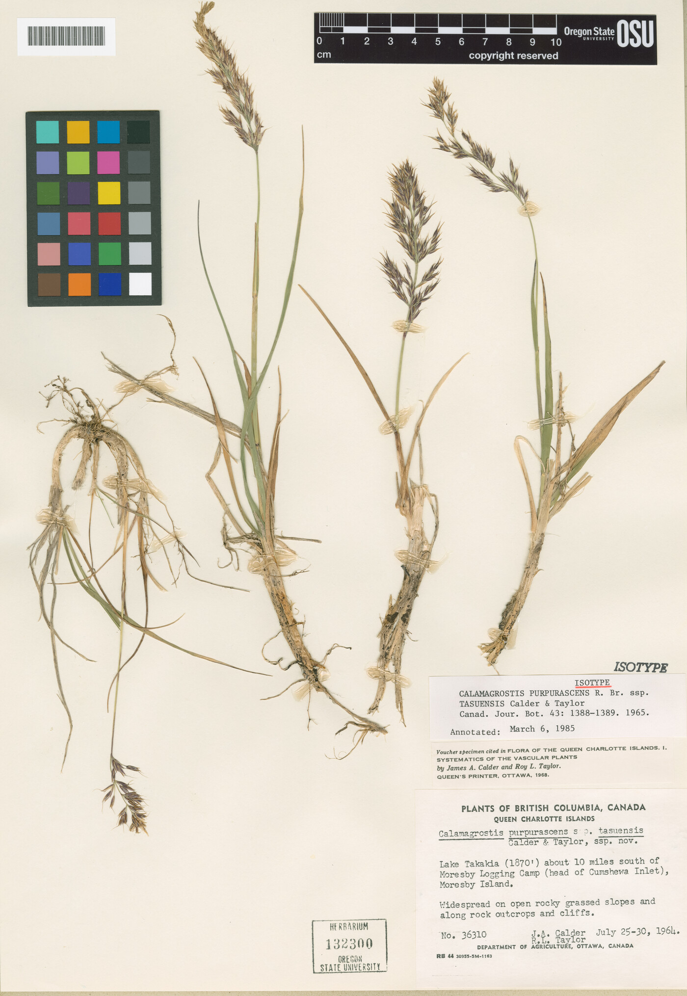 Calamagrostis purpurascens subsp. tasuensis image