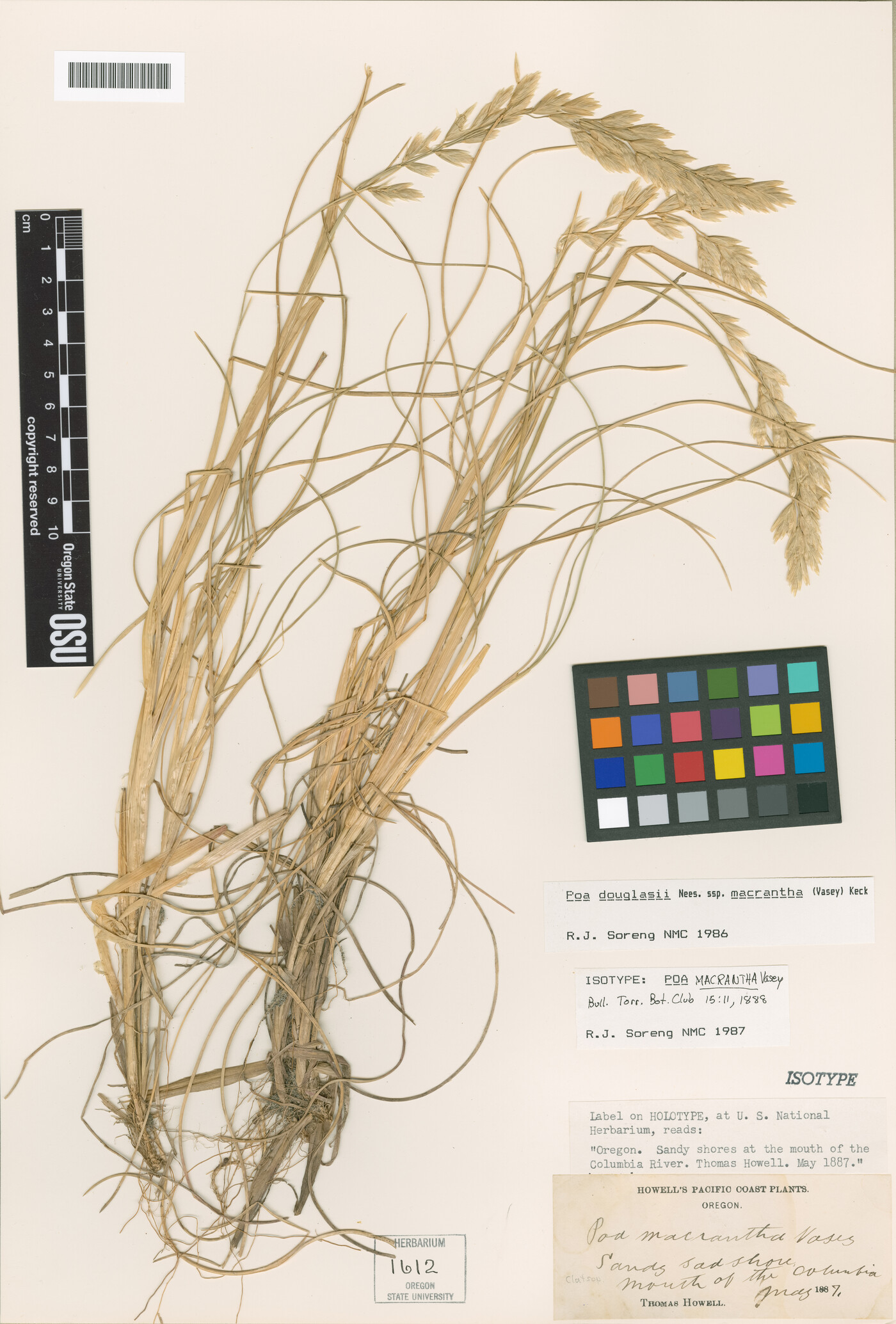 Poa douglasii subsp. macrantha image