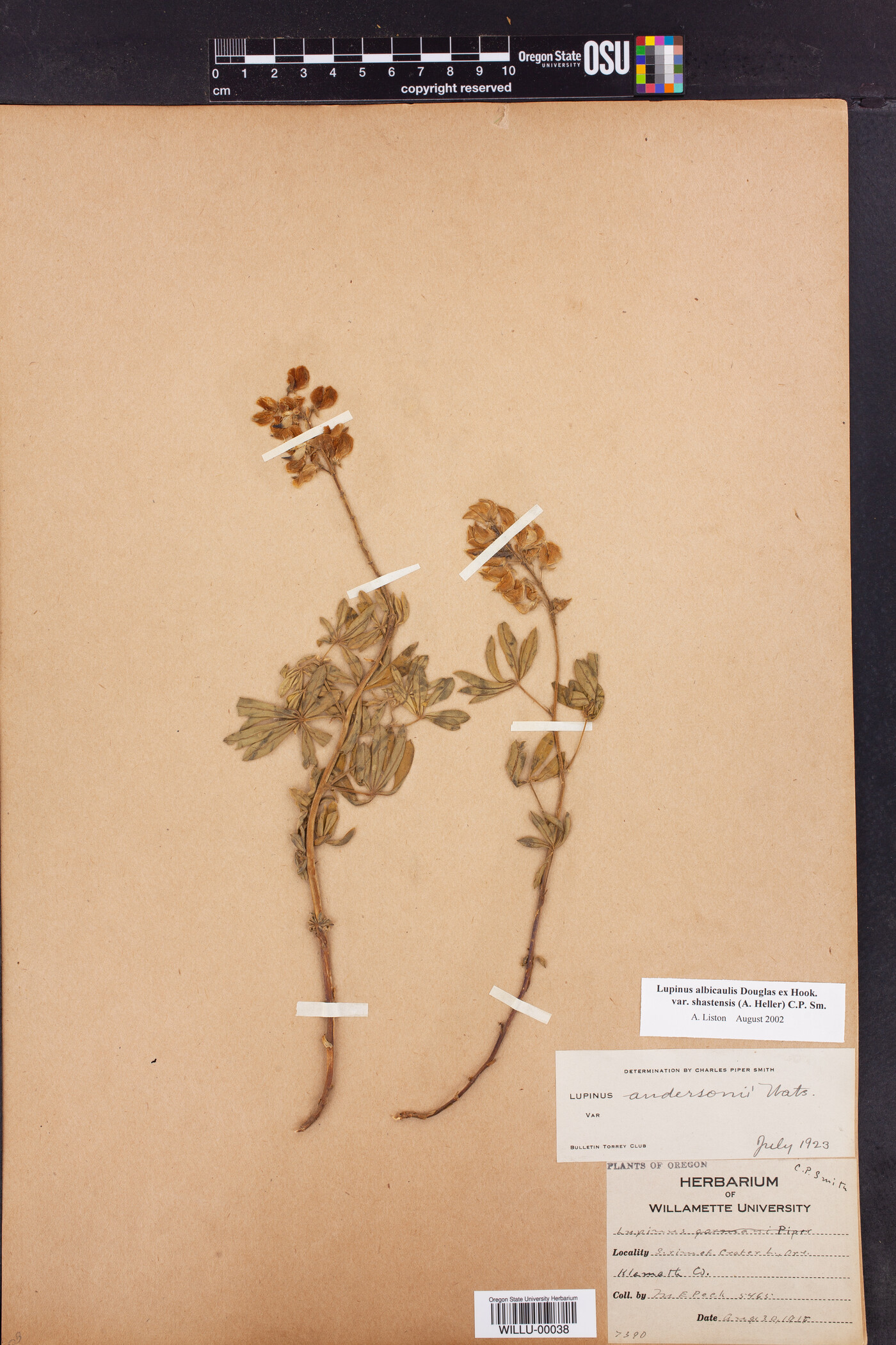 Lupinus albicaulis var. shastensis image