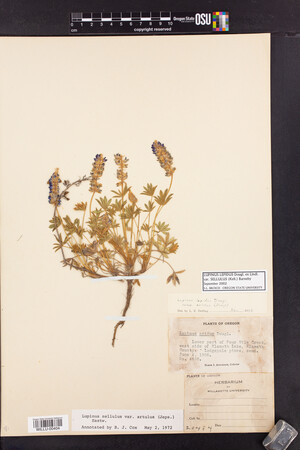 Lupinus lepidus var. sellulus image