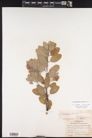 Arctostaphylos canescens image