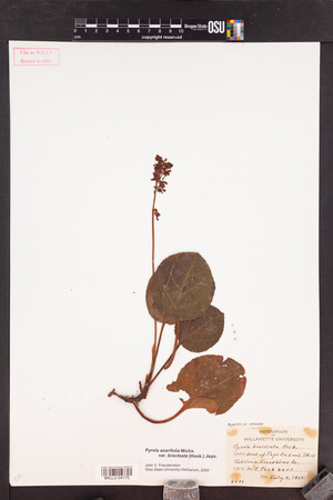 Pyrola asarifolia image