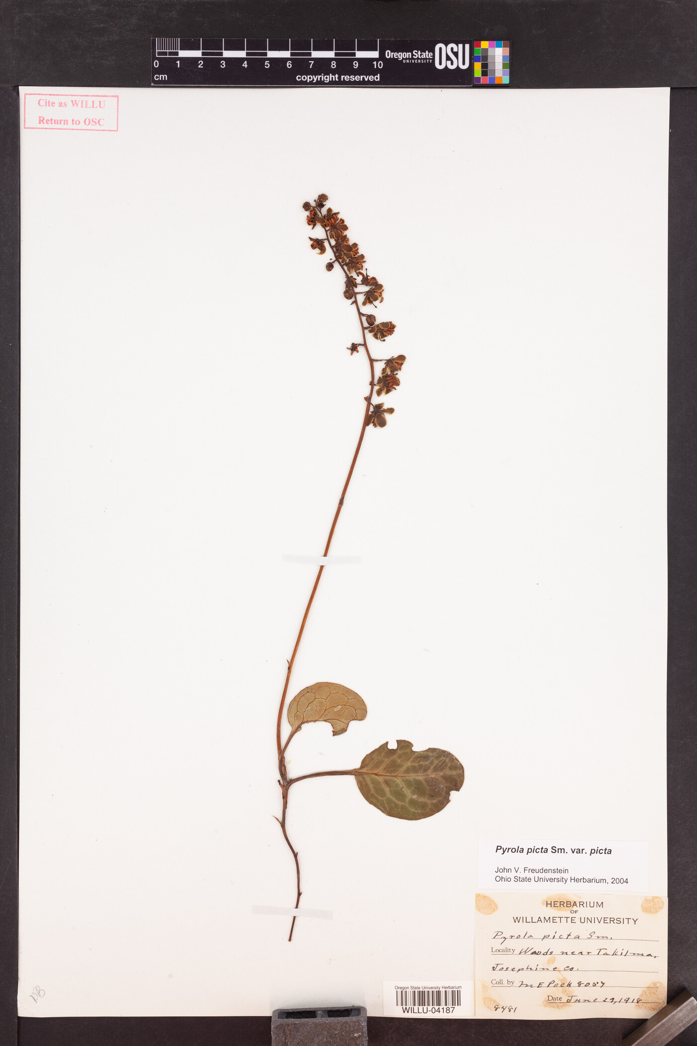 Pyrola picta var. picta image