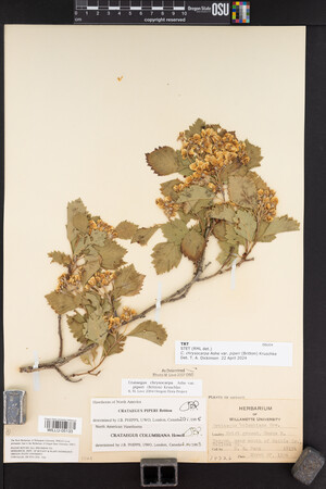 Crataegus chrysocarpa image