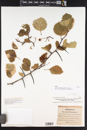 Crataegus succulenta image