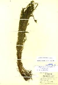 Image of Callitriche stenoptera