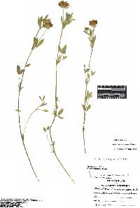 Image of Trifolium siskiyouense