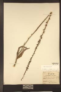 Platanthera elongata image