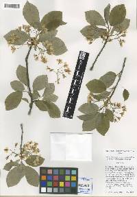 Prunus x pugetensis image