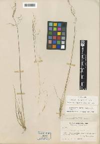 Ptilagrostis porteri image