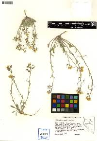 Physaria pendula image