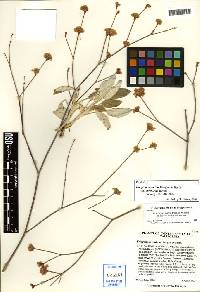 Eriogonum nudum var. psychicola image