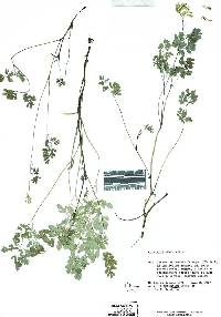 Image of Corydalis lutea