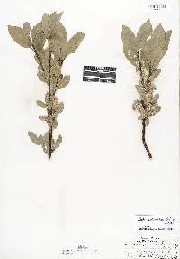 Salix eastwoodiae image
