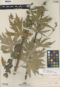 Aconitum vestitum image