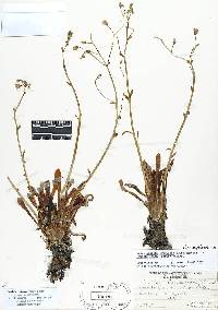 Image of Lewisia × whiteae