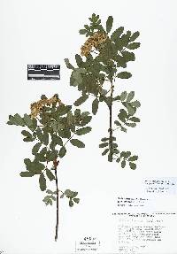 Sorbus sitchensis var. grayi image