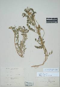 Image of Astragalus lentiginosus